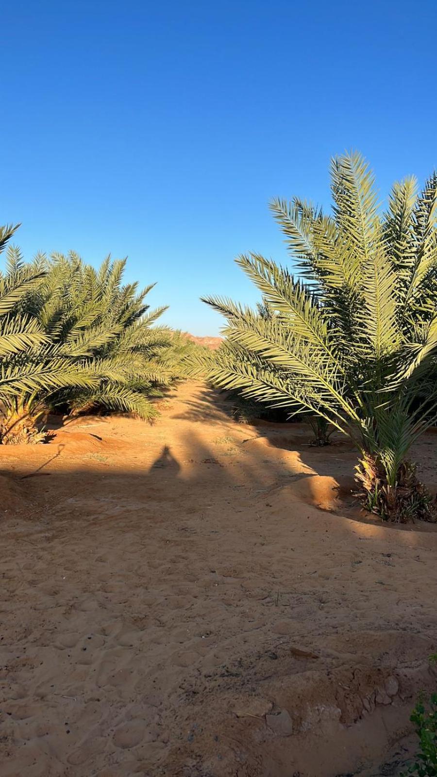 شقة منتجع إستكنان The Quite 2 العلا المظهر الخارجي الصورة